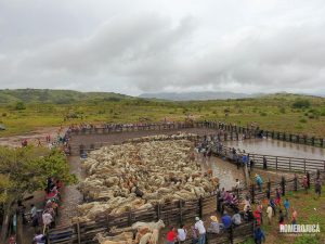 Imagem aérea de gado em Uiramutã destinado por Jucá aos indígenas