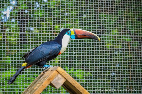 Animais do Bosque dos Papagaios