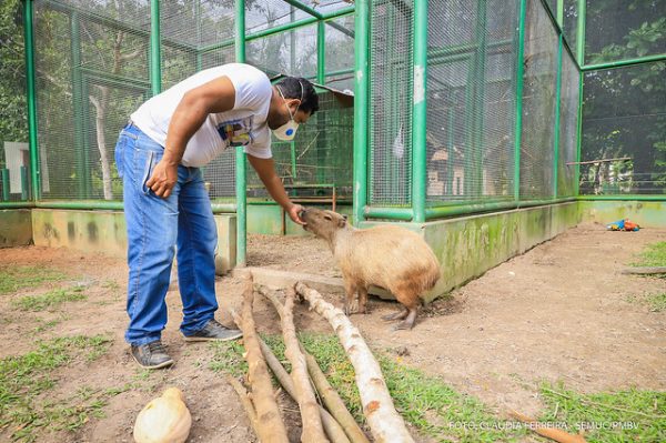 Homem alimentando uma capivara no Bosque