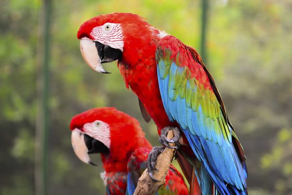Os pássaros estão por toda parte do parque