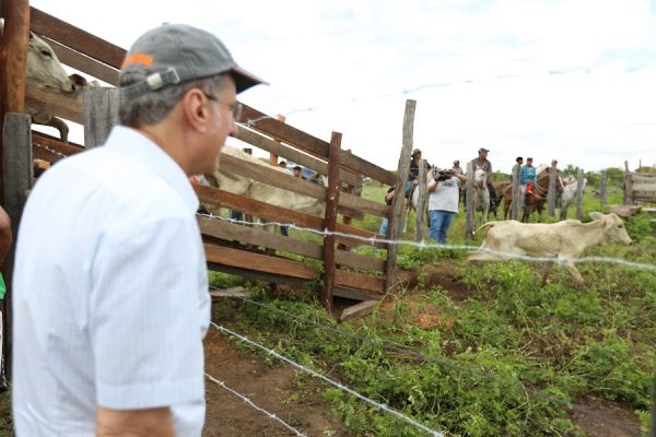 Jucá olhando o gado em Normandia