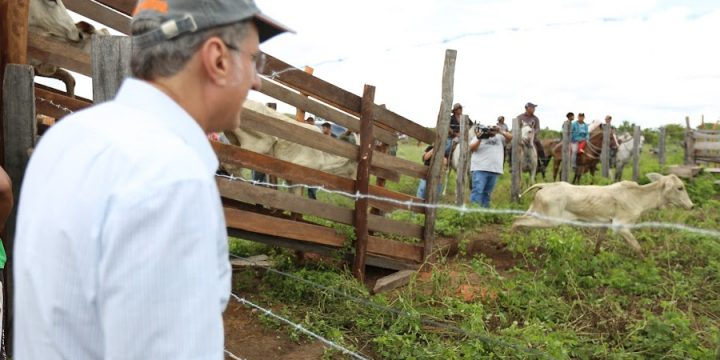 Jucá olhando o gado em Normandia