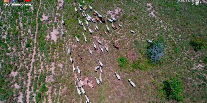 Rolezinho do Bem fala sobre Bovinocultura em Roraima